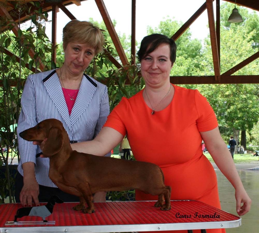 Best juniores Dachshound standard smooth haired